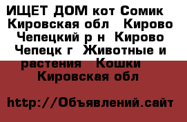 ИЩЕТ ДОМ кот Сомик - Кировская обл., Кирово-Чепецкий р-н, Кирово-Чепецк г. Животные и растения » Кошки   . Кировская обл.